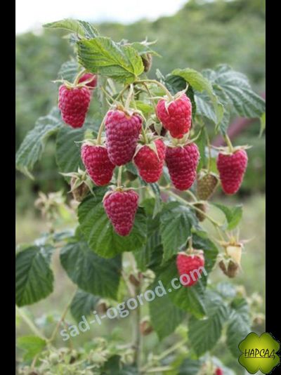 Малина "Карамелька" (ремонтантная, сладкая)