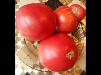 Томат Большая малина (Great Raspberry)