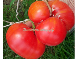 Томат Зарево