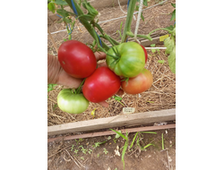 Томат София Бордо (Sofia Bordo)