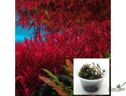 Ротала ротундифолия колората (меристемная) АЗИЯ