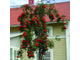 &quot;Мичуринская Десертная&quot; рябина плакучая (Sorbus &quot;Desertnaja Michurina&quot;)