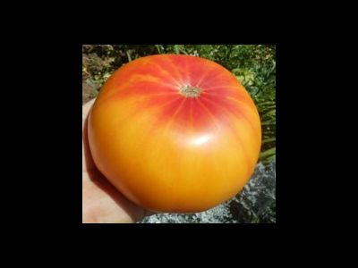 Томат Хейзел мей (Hazel mae)