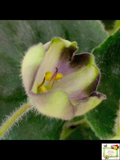 7 Белок (Калгины) химера (стартер сорт)