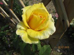 Хаммер (Hammer)   Ч/Г, Interplant.