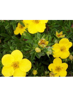 Лапчатка кустарниковая Goldfinger