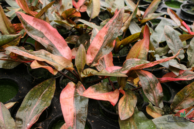 Криптокорина Флорида Сансет (меристемная) АЗИЯ