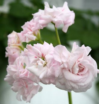 Rococo - пеларгония иви-гибрид - описание сорта, фото - купить черенок в Перми и почтой