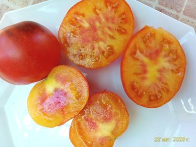 Томат Гром в горах (Thunder Mountain)