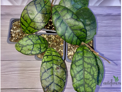 14/02/2025 hoya callistophylla No.2