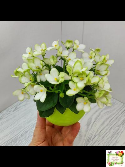 Mac's Misty Meadow (G.McDonald)