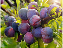 Слива Чернослив ранний