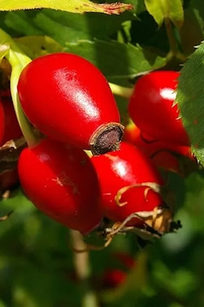 Шиповник Воронцовский 3