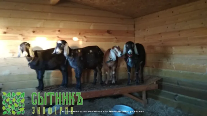 Заказать вязку с чистокровным нубийским козлом