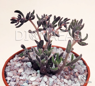 Crassula Humbertii - Крассула Гумберта, Карликовая крассула