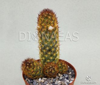 Mammillaria elongata Copper King