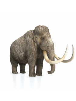 мамонты Мамонт Mammoth