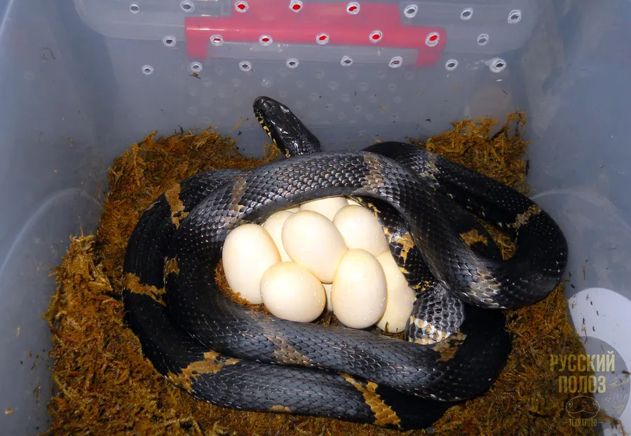 Амурский полоз, Полоз Шренка, Русский полоз, Elaphe shrenckii