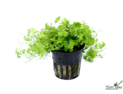 Гидрокотила Трипартита (пластиковый горшок)