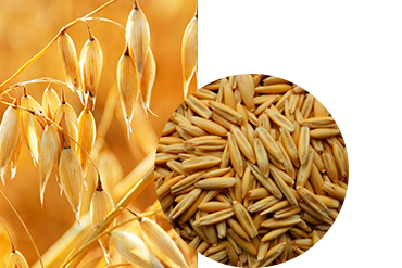 Овес яровой