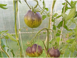 Томат Звёздный истребитель VT16  (Rebel Starfighter VT16)