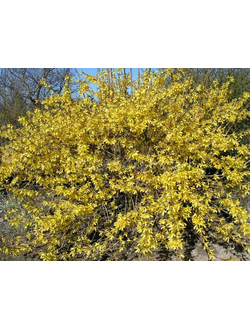 Форзиция промежуточная Maluch