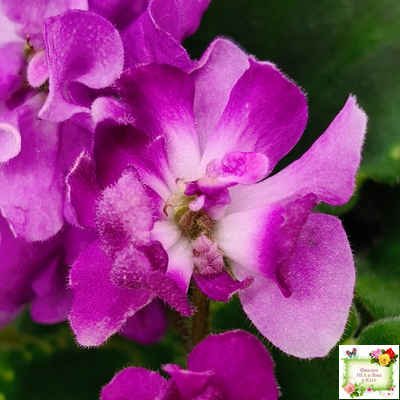 LV-Крапивка (Л. Шевелева) 2024 г. (лист посажен 01.11.25)