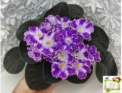 DS-Изюм (Dimetris) 2014 г. (лист посажен 12.09.25)