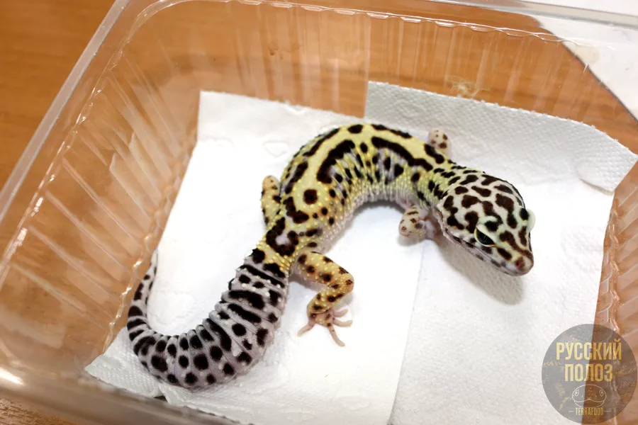 Пятнистый леопардовый эублефар, Eublepharis macularius