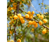 Акация сладкая, Кассия (Acacia farnesiana) абсолю