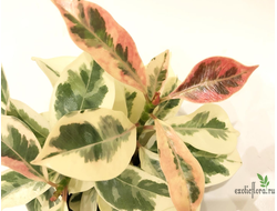 Ficus elastica cv. 'Melany' variegata / Фикус Эластика «Мелани» вариегатный