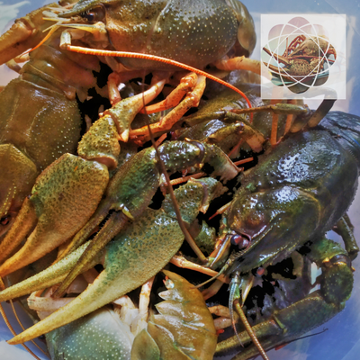 Классика - Размер "XL" от 80 до 140 гр/шт