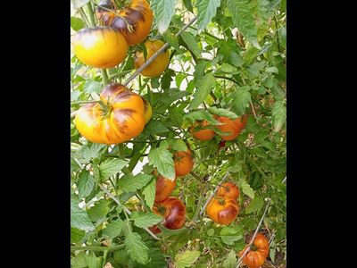 Томат Чупа-чупс (Chupa-Chups)