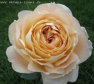 Карамель Антик