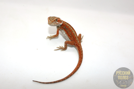 Бородатая агама, Pogona vitticeps