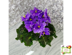 Nik-Звезды над Фиджи (Н. Булко) 2024 г.