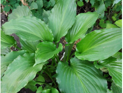 Хоста Irish Luck фото