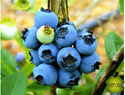 Нортланд (низкорослый, декоративный вид куста)