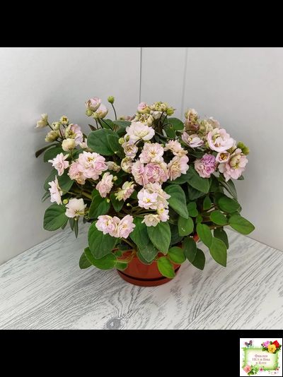 Pink Mint (S.Sorano) трейлер (пасынок срез)