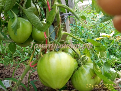 Томат Король Кинг