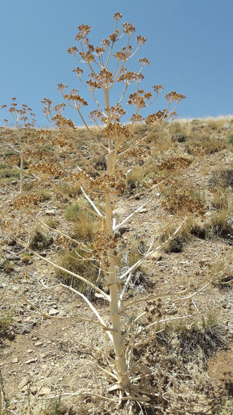 Гальбанум, Ферула (Ferula galbaniflua) 5 мл - 100% натуральное эфирное масло