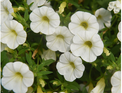 Калибрахоа гибридная Aloha Kona White, p9