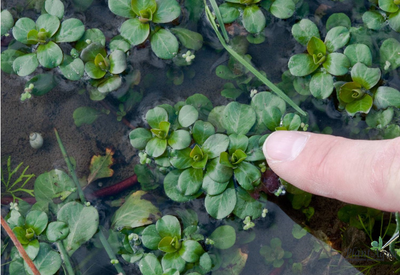 Людвигия Мато Гроссо (Ветка)