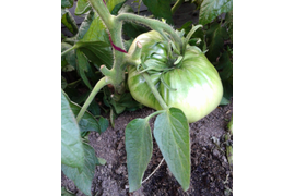 сорт Тундра, 21 июля