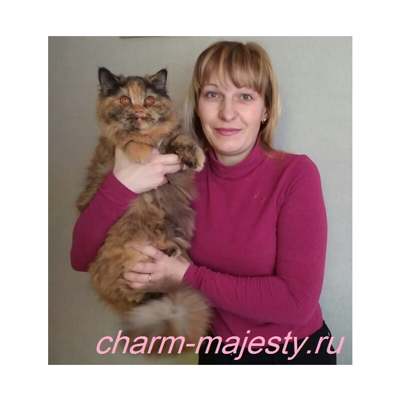 photo British longhair female tortie carrier cinnamon cattery charm majesty
