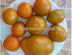 Томат гном Полосатый Джереми (Dwarf Jeremy’s Stripes), США