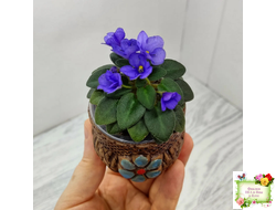 Rob's Twinkle Blue (R.Robinson)
