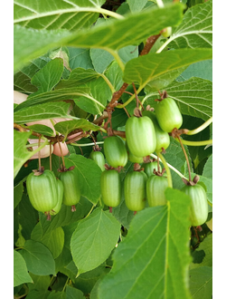 Актинидия коломикта  Ленинградская крупноплодная (жен.)