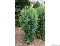 Бирючина Пирамидале -  Pyramidale