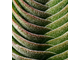 Crassula Buddha's Temple